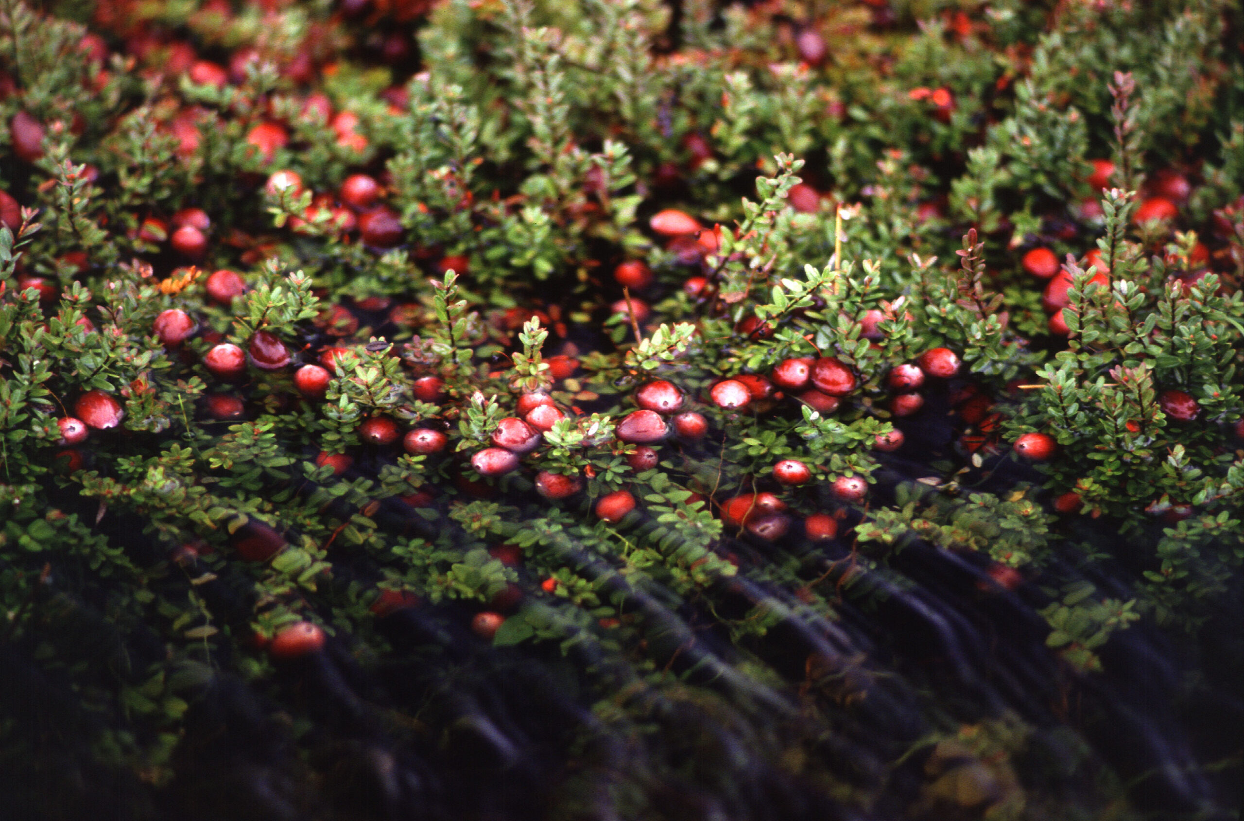 Weight Management: The Berry Advantage