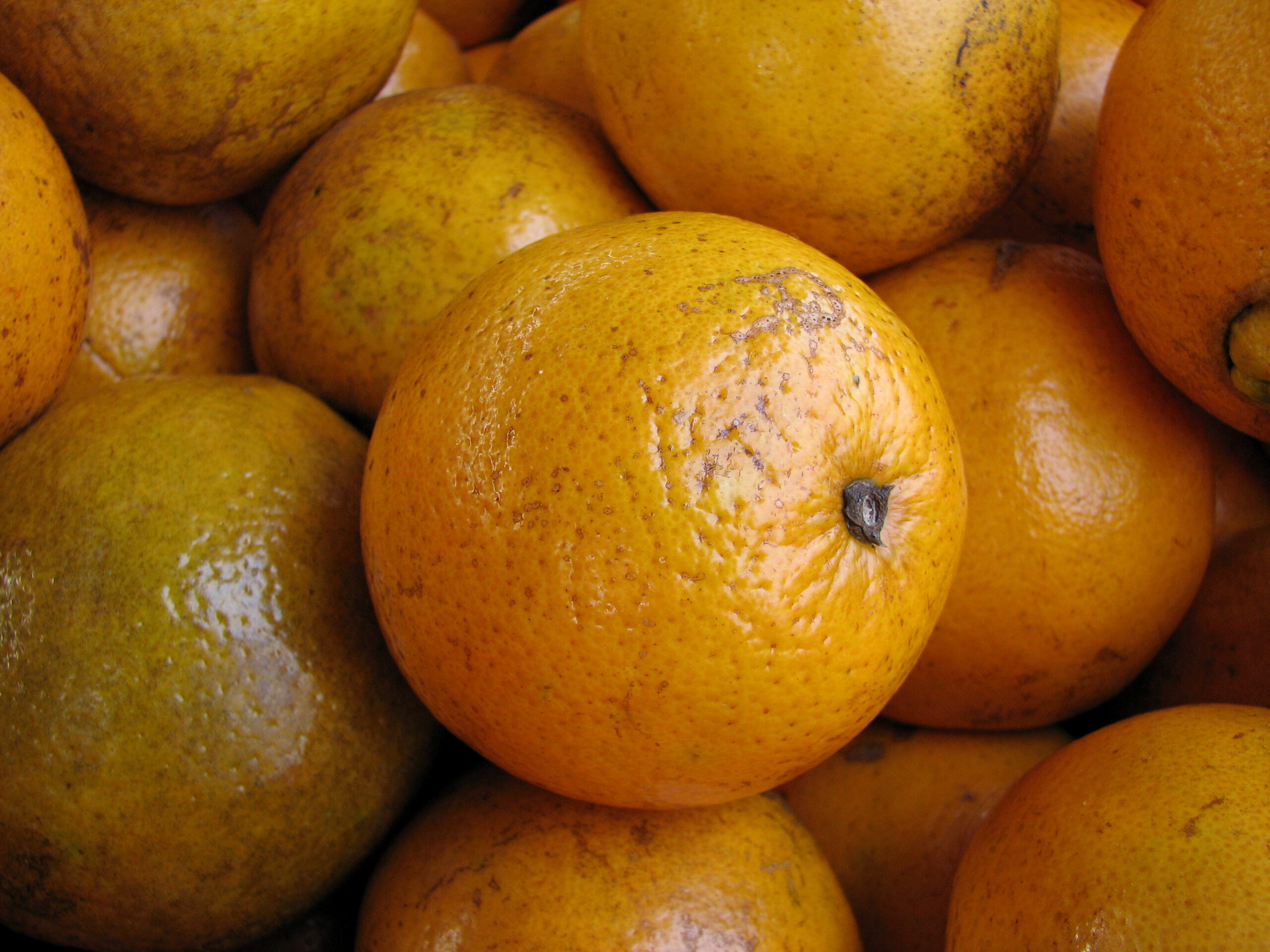 1. The Classic: Florida Oranges