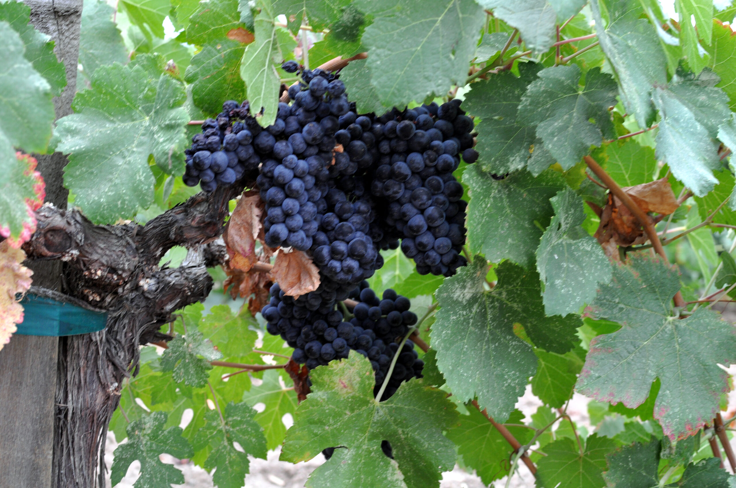 Heart-Healthy Fiber Content