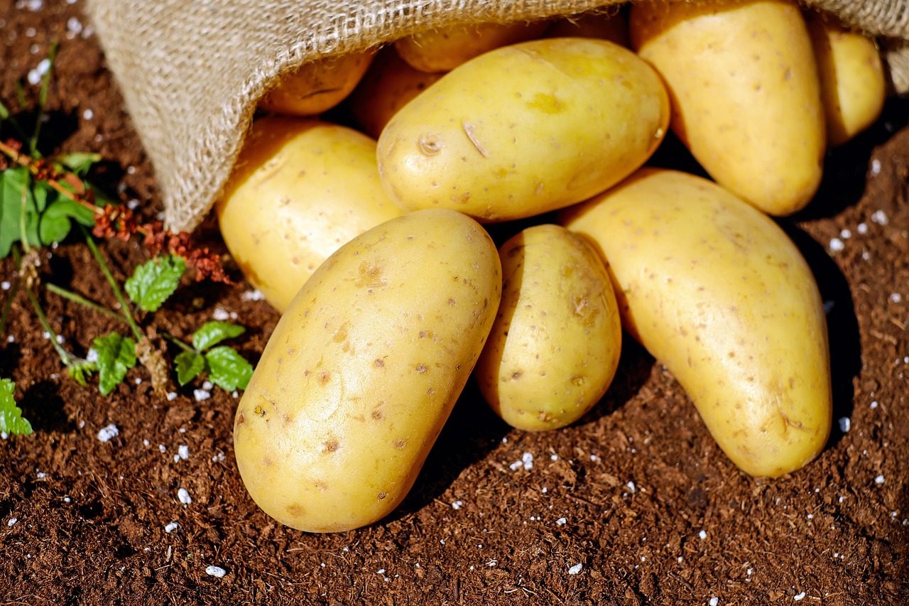 The Essence of Idaho Potatoes (image credits: pixabay)