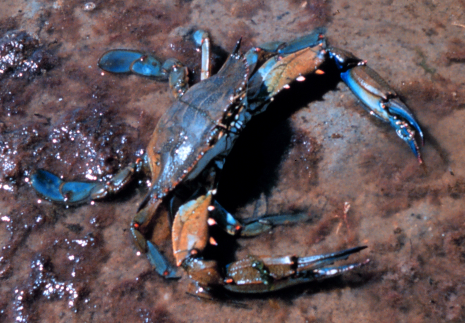 Embracing the Tradition: What Makes Maryland Crab Special? (image credits: wikimedia)