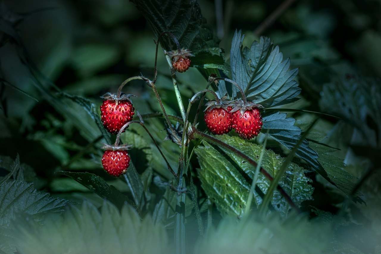 The Charm of Minnesota's Wild Berries (image credits: pixabay)