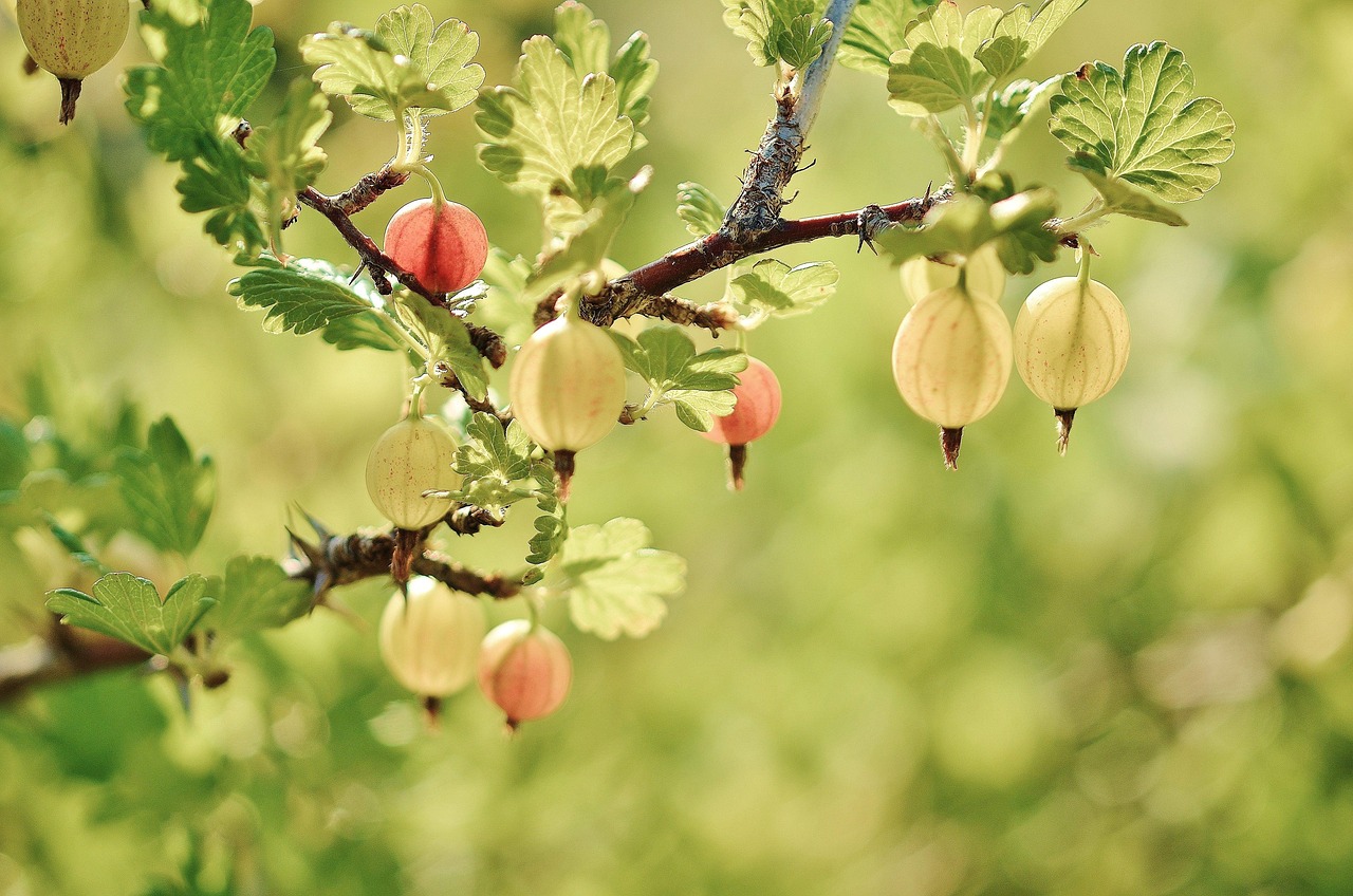 Gooseberry Delights (image credits: pixabay)