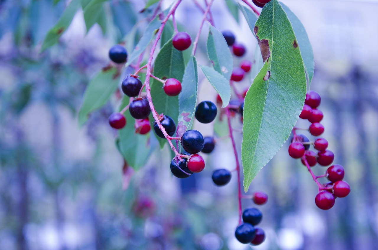 Huckleberry Highlights (image credits: pixabay)