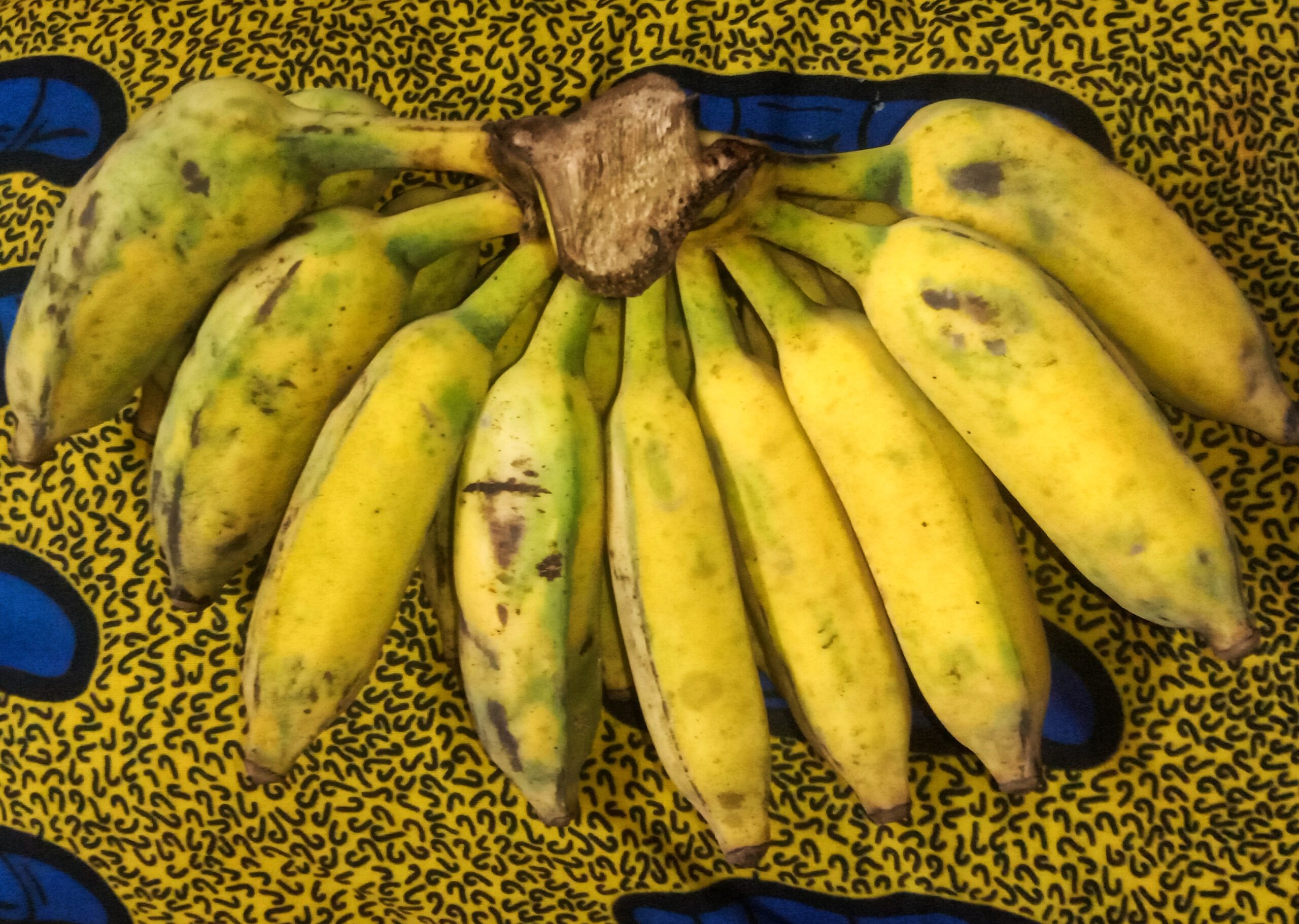 The Importance of Overripe Bananas (image credits: wikimedia)