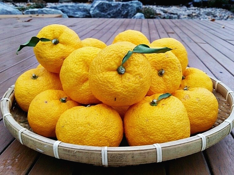 Yuzu Takes the Culinary World by Storm: The Citrus Sensation of 2025