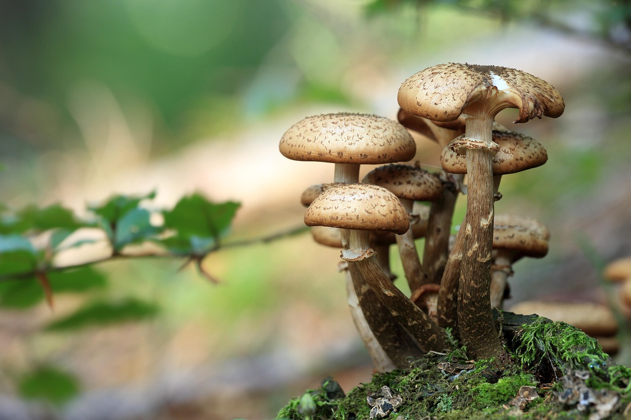 Functional Mushrooms: The Umami Powerhouses Transforming Modern Menus