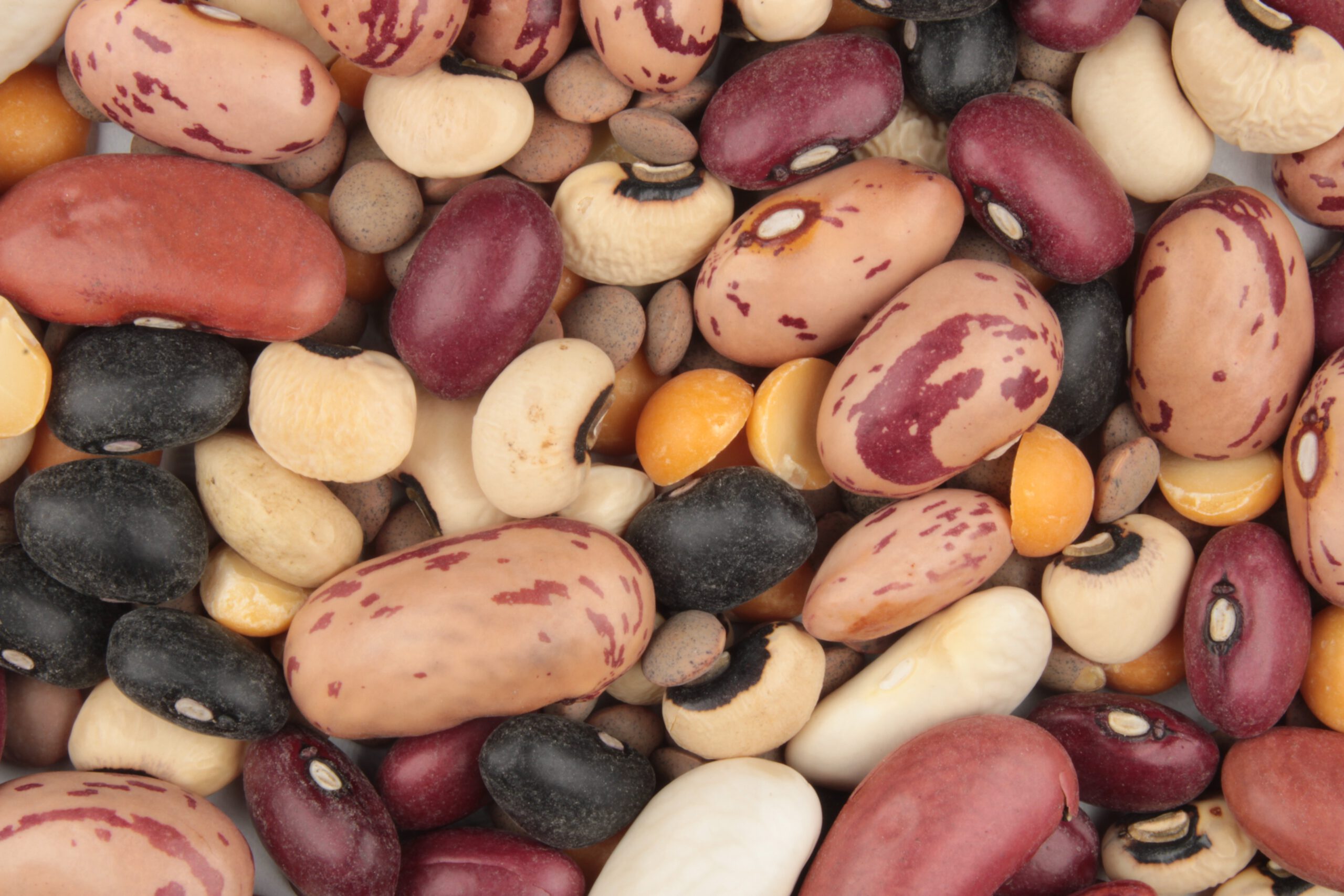 Plant-Based Proteins: How Legumes Are Leading the Culinary Revolution