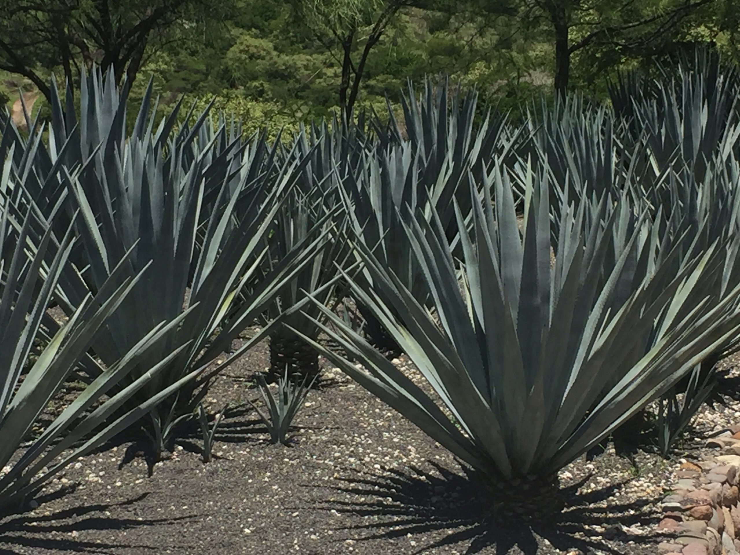 The Race to Save Mezcal From the World