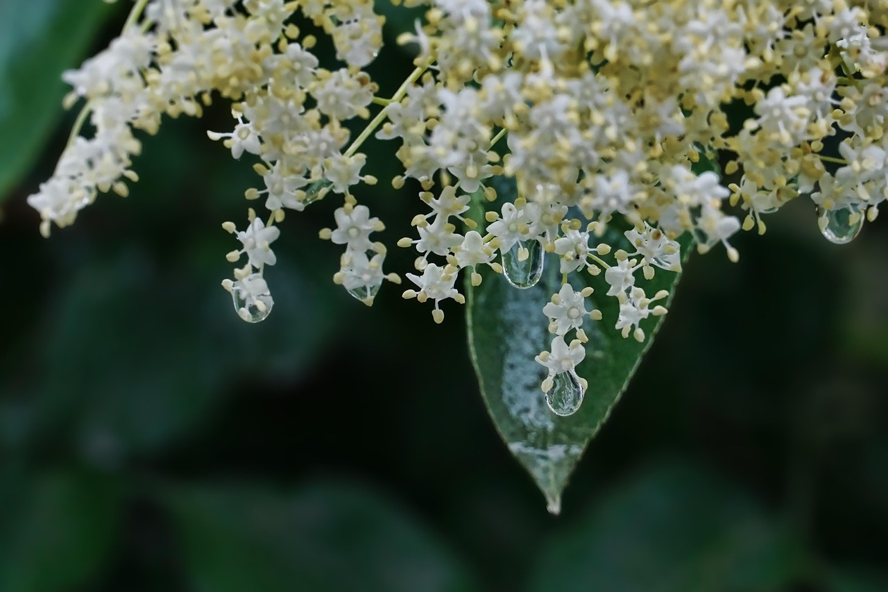 The Delicate Taste of Elderflower: From Cordials to Cocktails