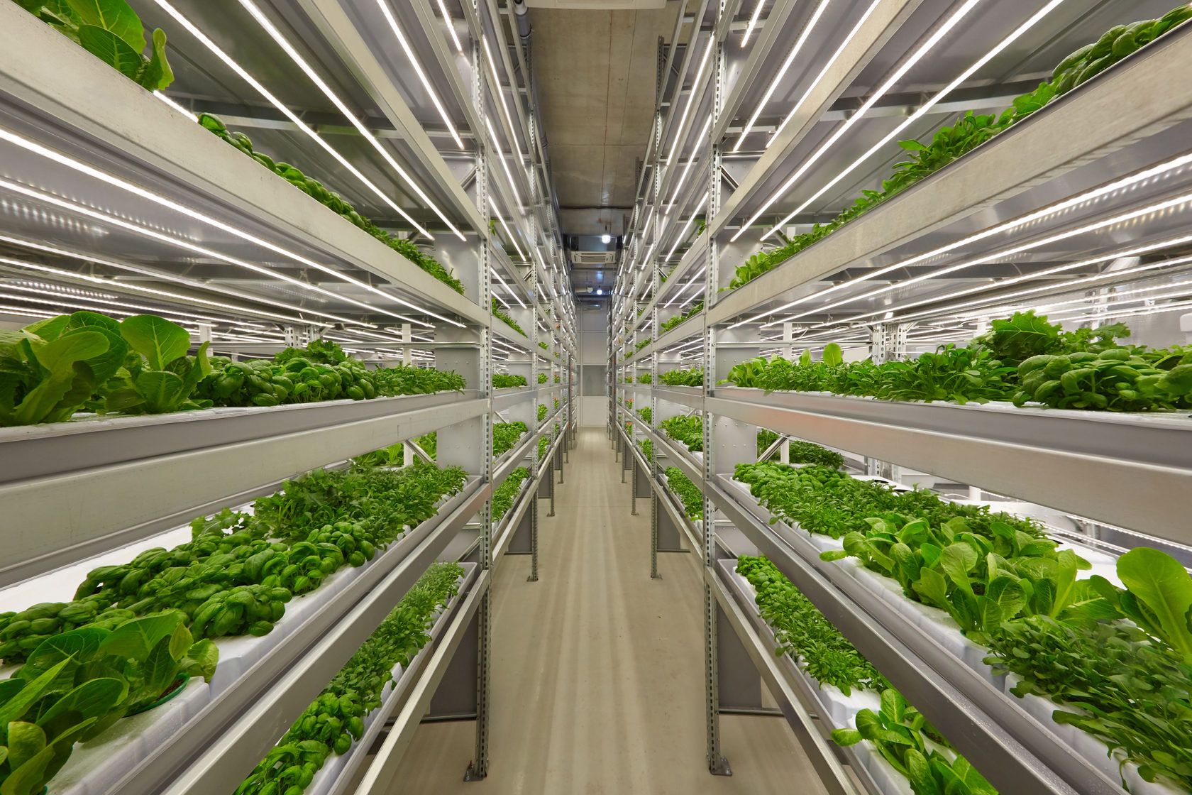 The Future of Food: Vertical Farming for Vegan Proteins