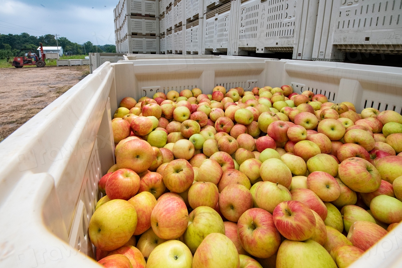 Tariffs and Taste: Trump's Impact on the Modern American Palate
