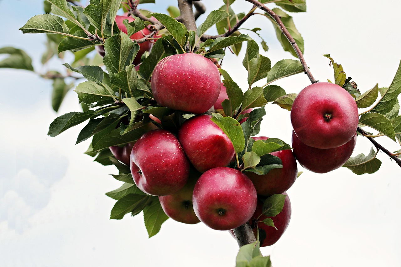 10 Fruits That May Reduce Blood Pressure