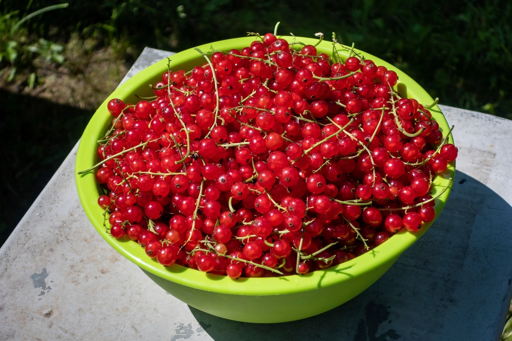 Fruits That Help Regulate Blood Sugar Naturally