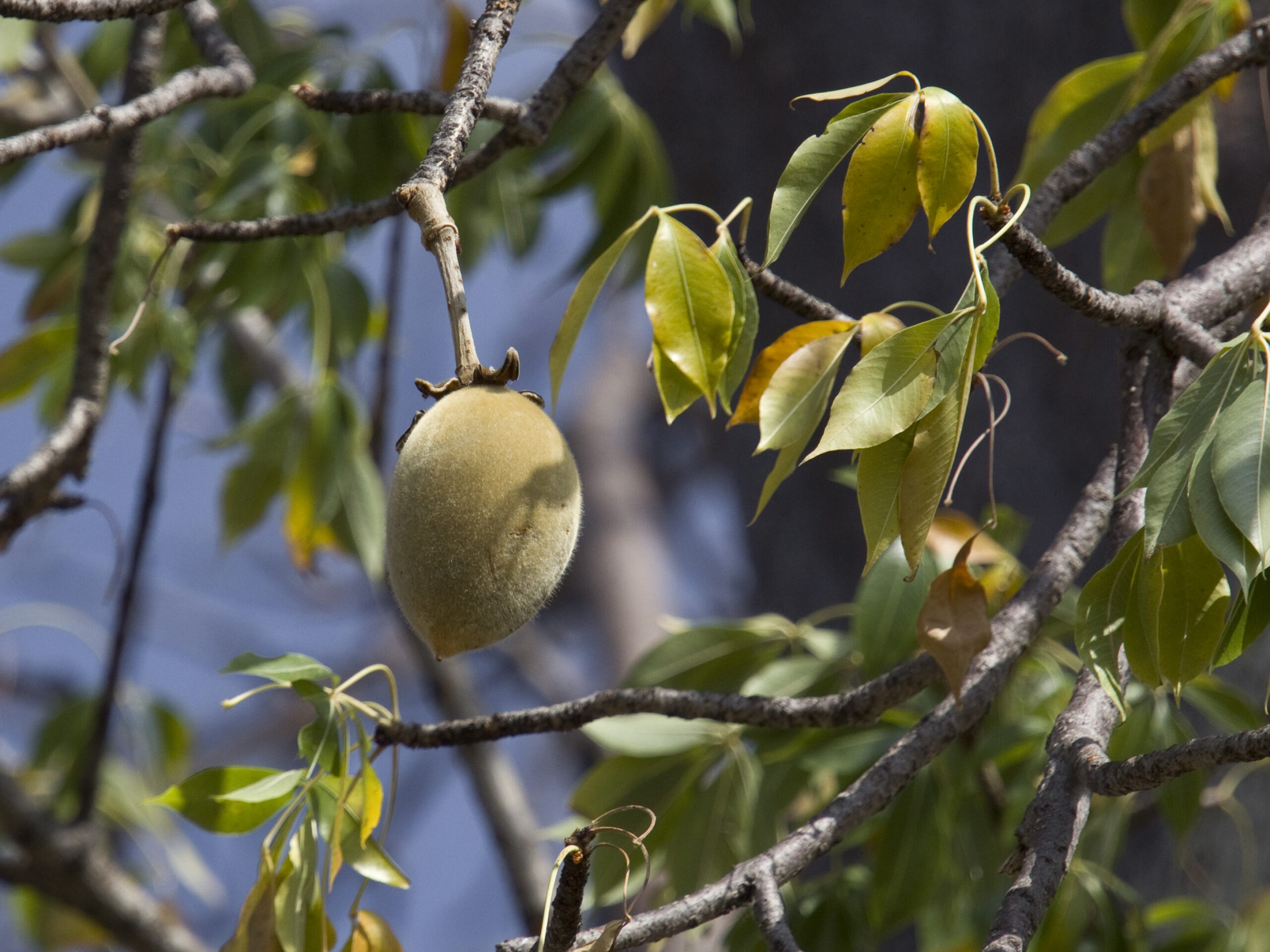 10 Lesser-Known Superfoods to Try Today