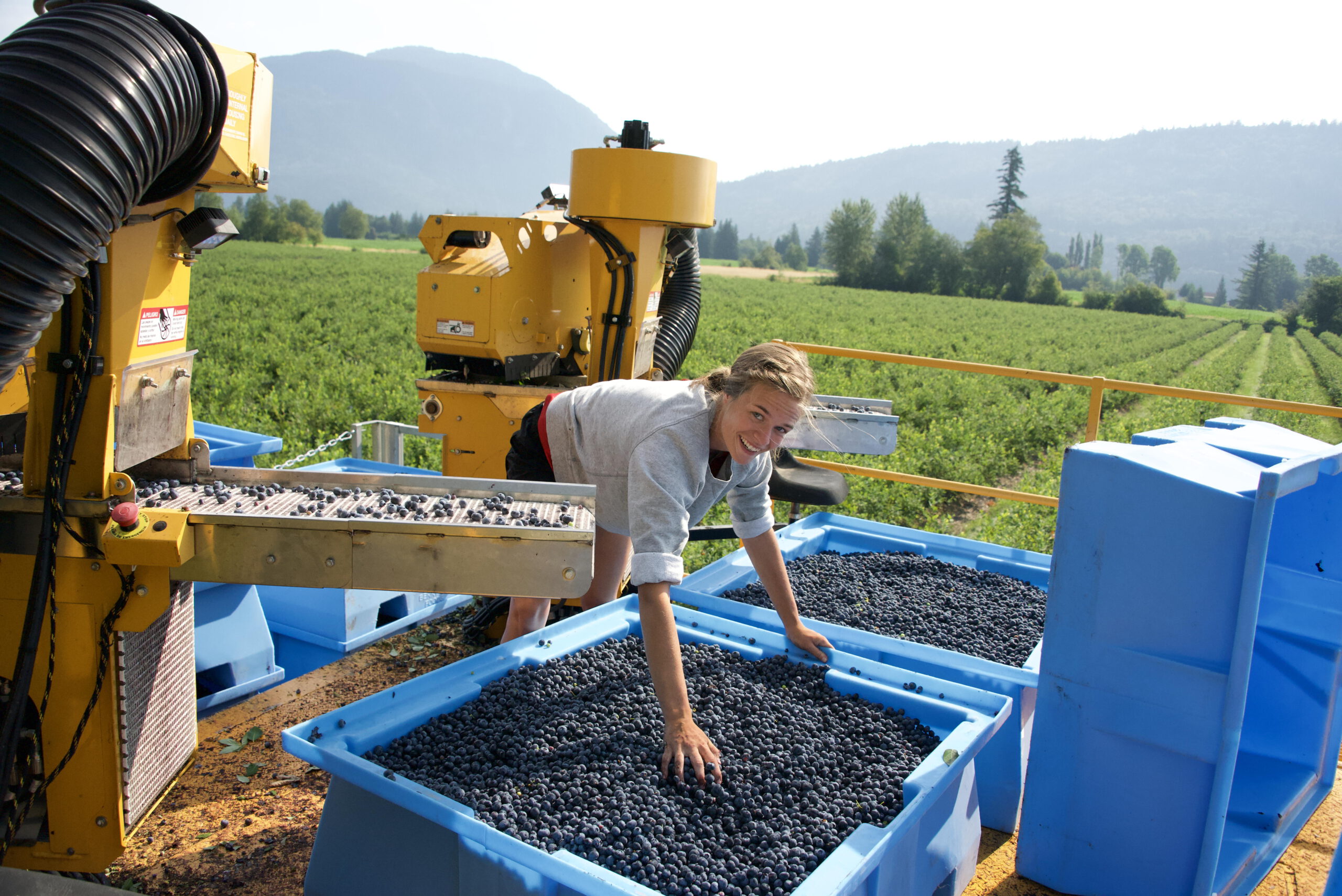 The Unexpected Reason Blueberries From Georgia Are Booming in 2025