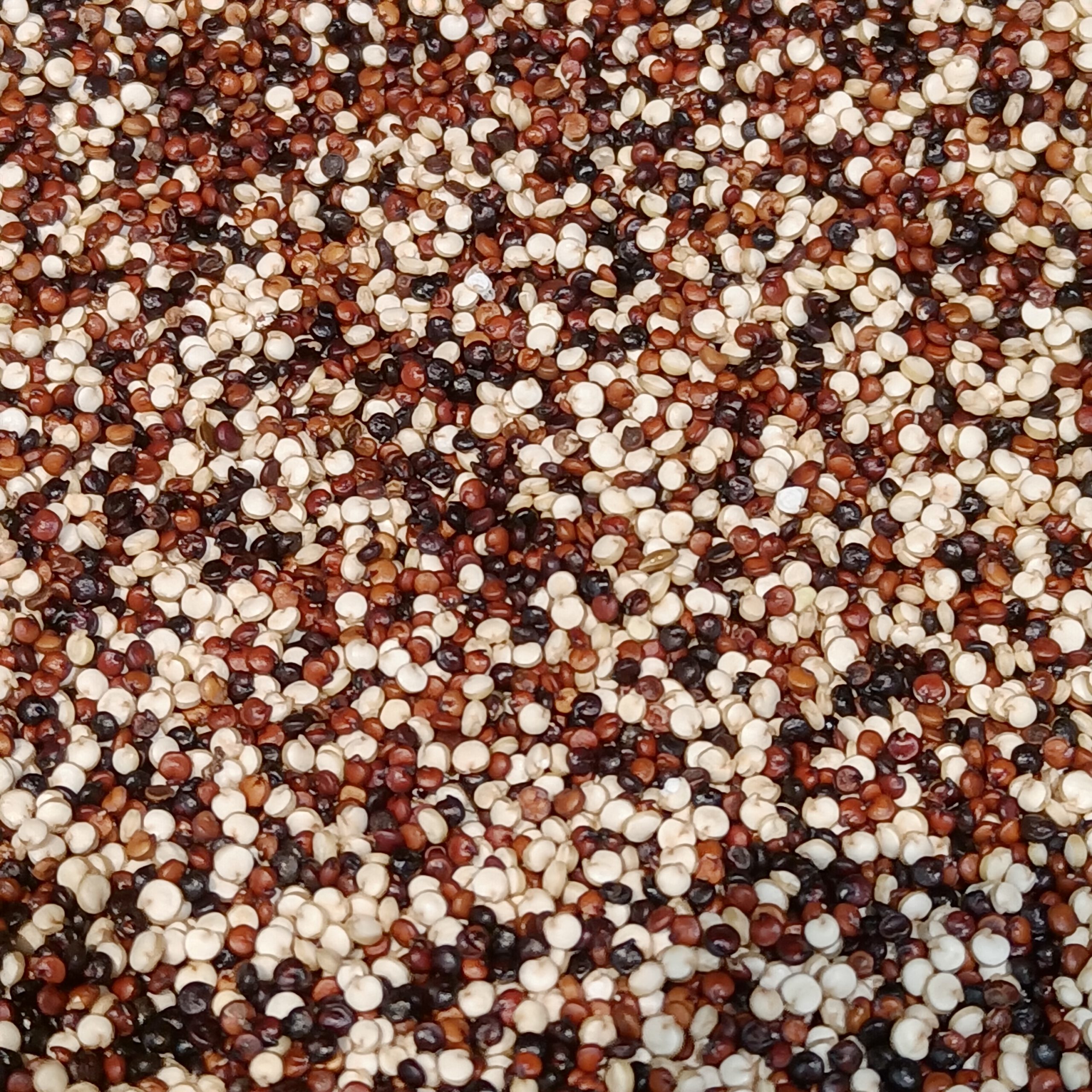 The Quinoa Controversy: Global Staple or Cultural Appropriation?