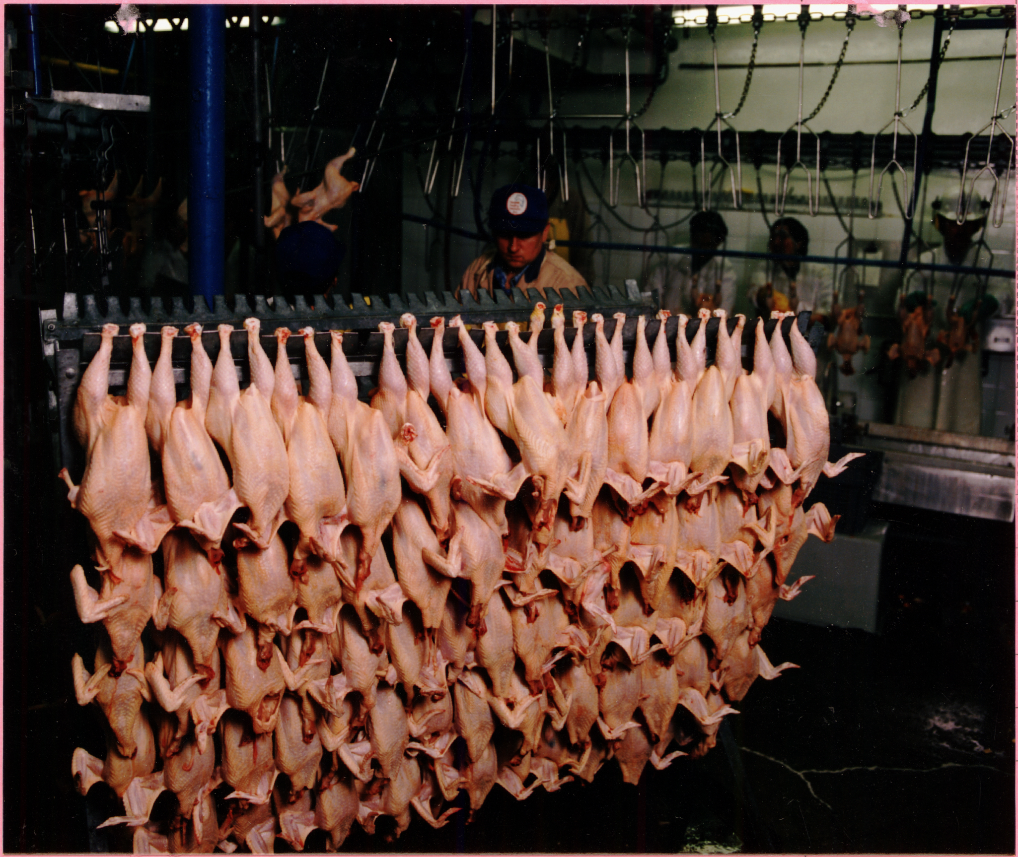Air Chilling vs Water Chilling Poultry: Does It Affect Flavor?
