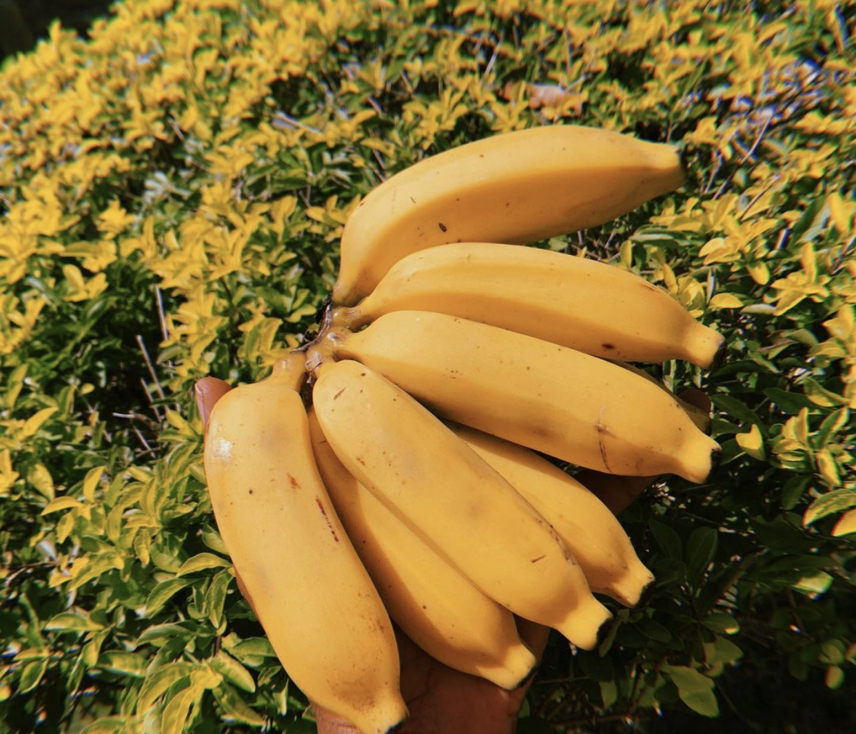 Digestive Health: 10 Fruits That Make a Difference