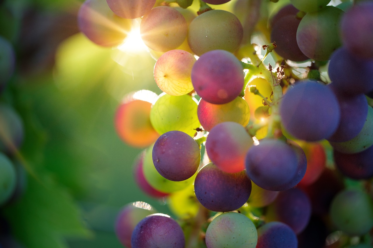 Organic Foods: Are They Actually Better for You?