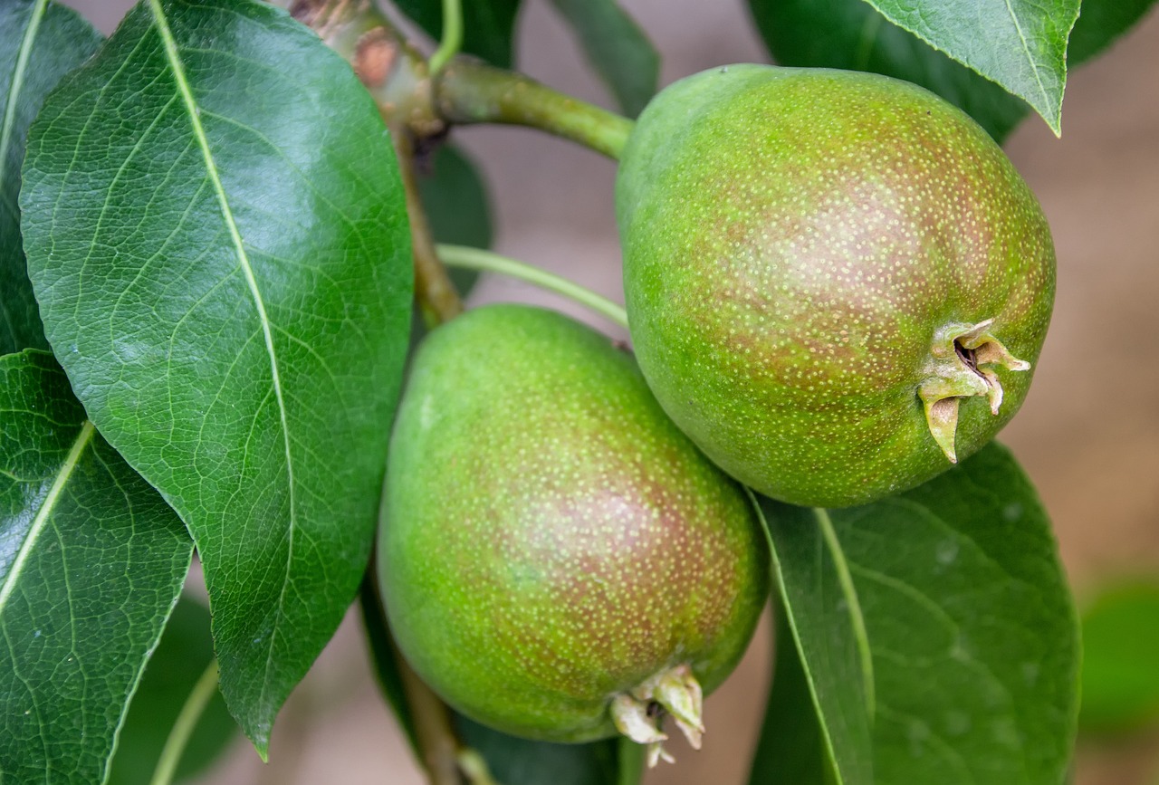 10 High-Fiber Foods That Support Cholesterol Management