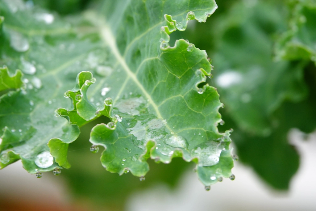 9 Brain-Healthy Foods That Support Memory Past 50