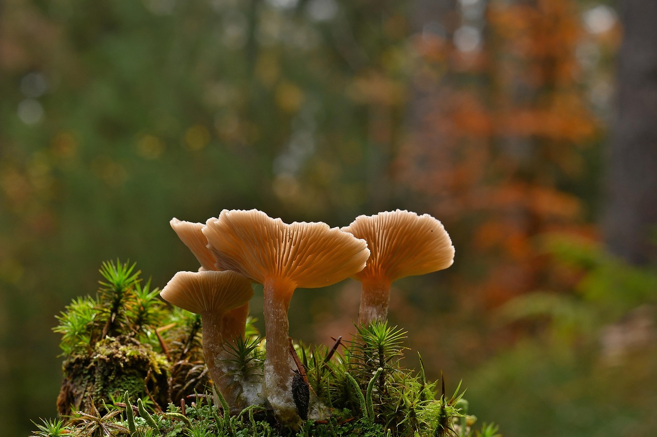 9 Foods Backed by Science to Fight Off Infections