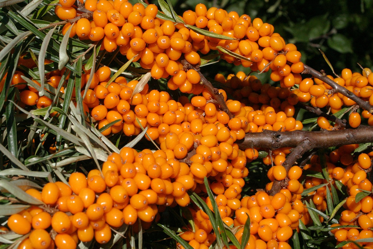 Top 9 Little-Known Superfoods to Add to Your Daily Diet