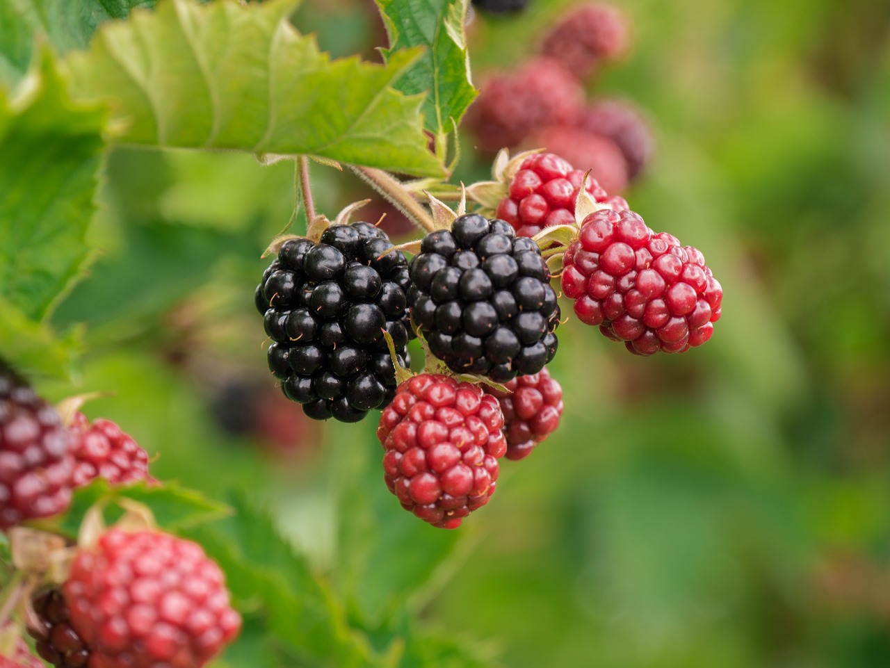 10 Fruits That Can Help Naturally Lower Your Blood Pressure