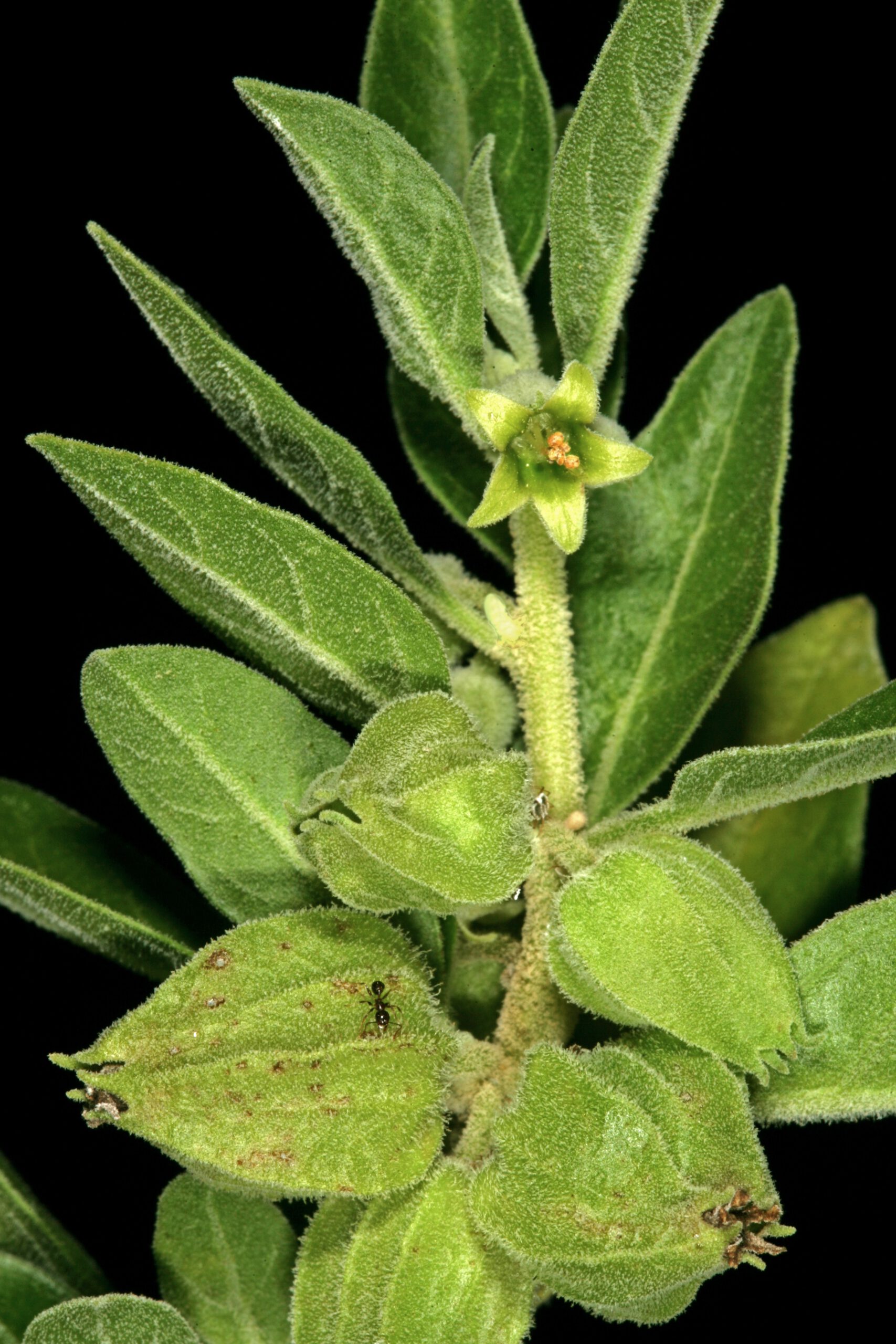 The 8 Best Herbs and Spices for Brain Health