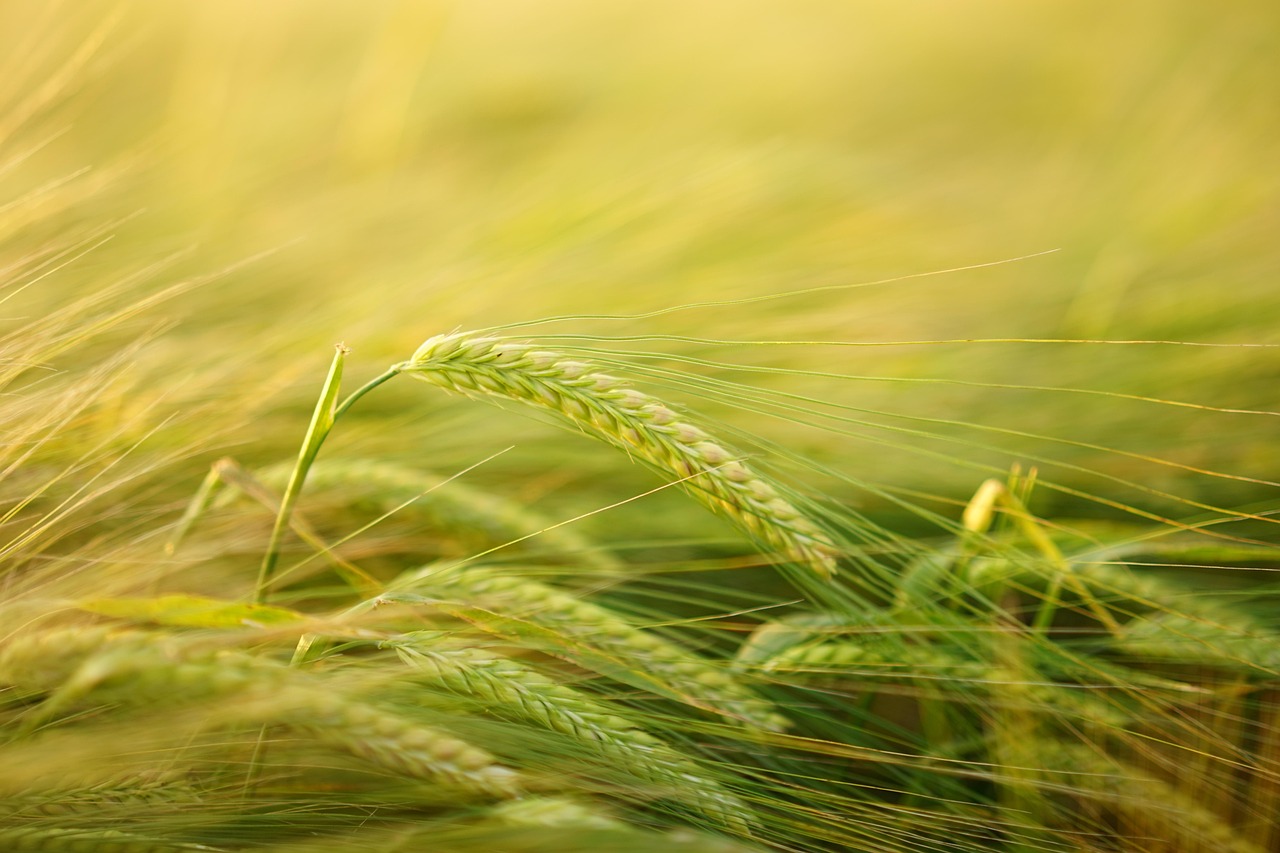 Top 8 High-Fiber Foods That Slash Cholesterol