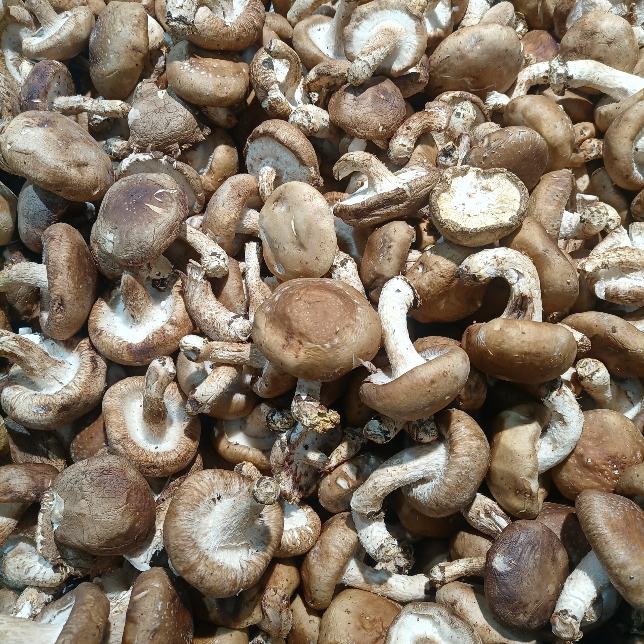 12 Nutrient-Dense Foods That Help Strengthen Immunity