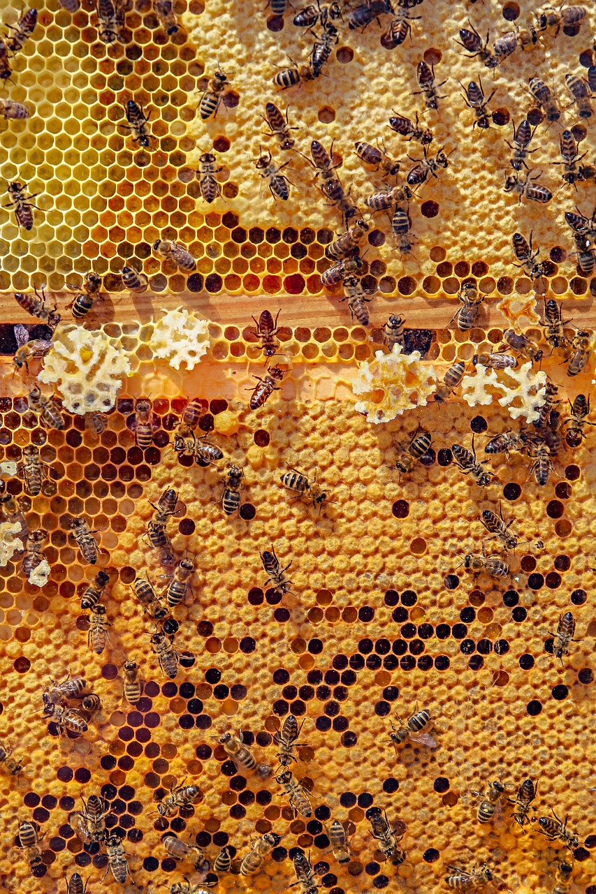 Honey’s Rise: From Bee Buzz to Flavor Fame