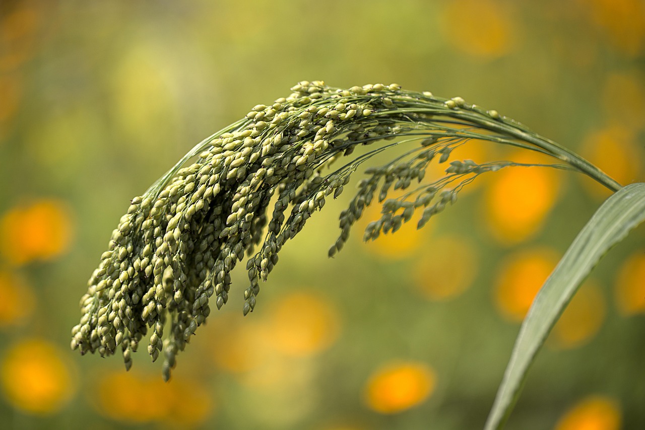Ancient Grains Are a Smart Pick for Iron and Calcium
