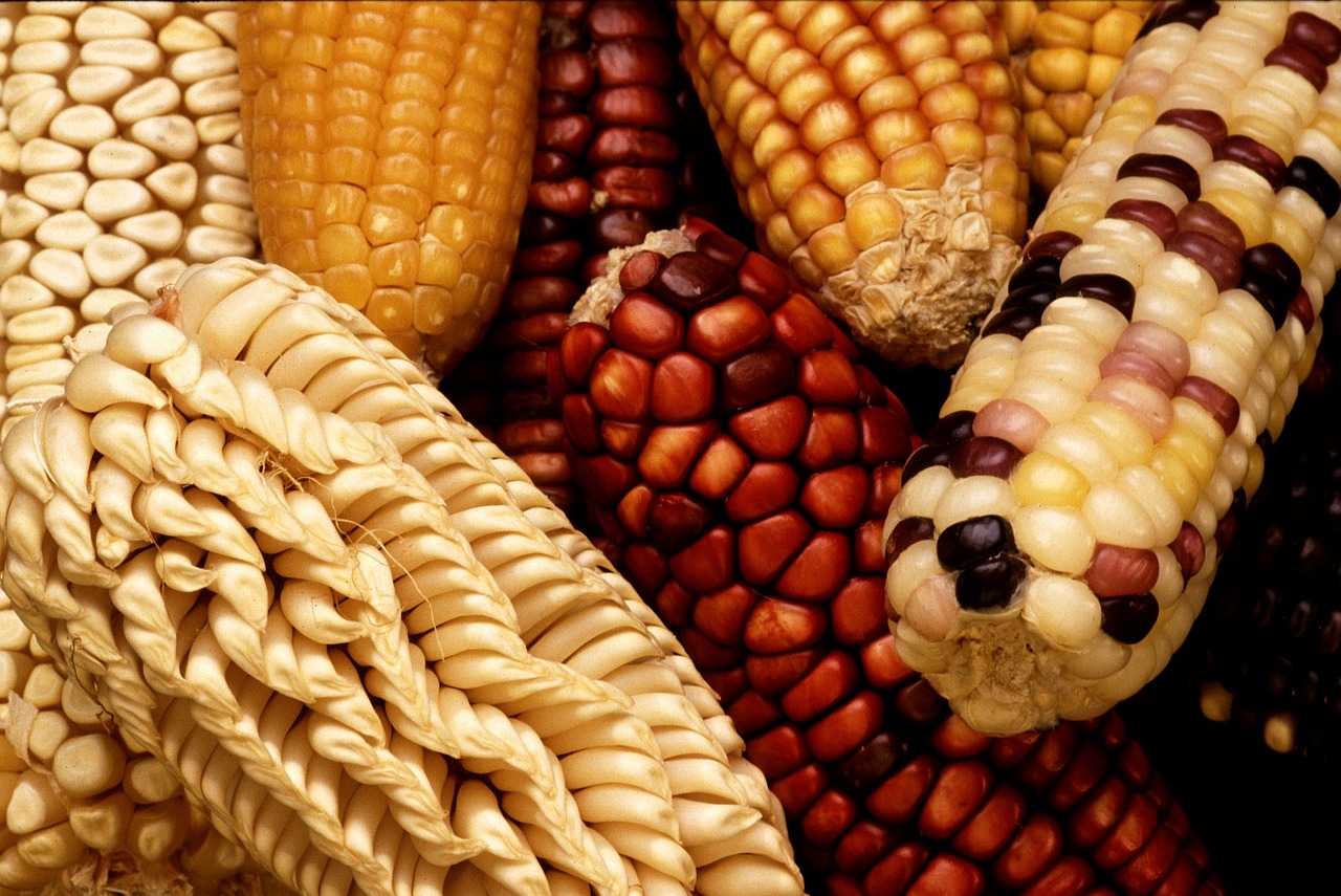 Why I Stopped Avoiding GMOs—and You Might Want To, Too