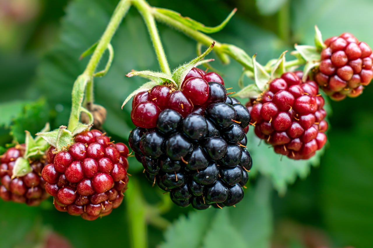 8 Fruits That Boost Focus and Mental Clarity