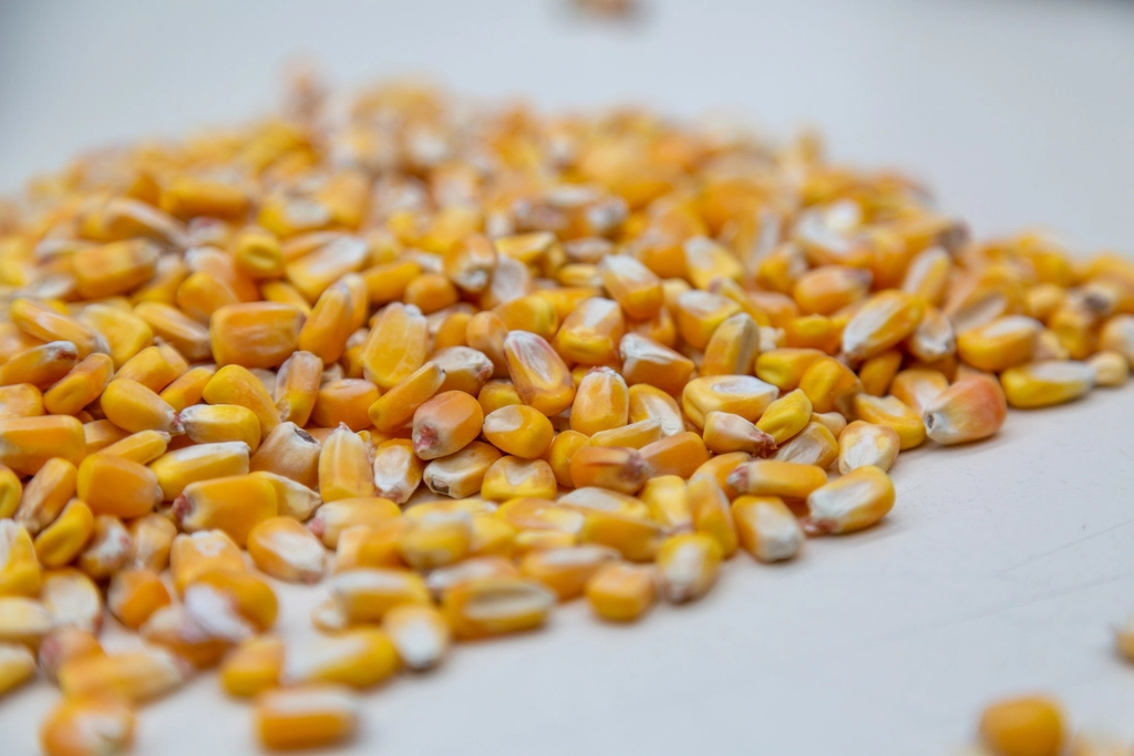 Ancient Grains and Modern Wellness: A Culinary Reunion