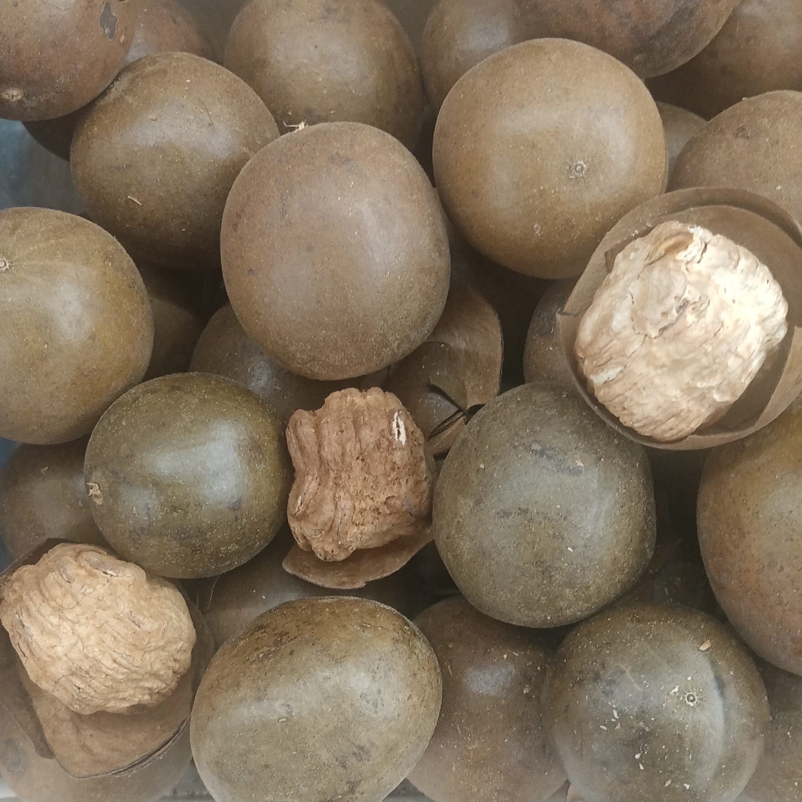 The Sweetness of Stevia and Monk Fruit: What's the Difference?