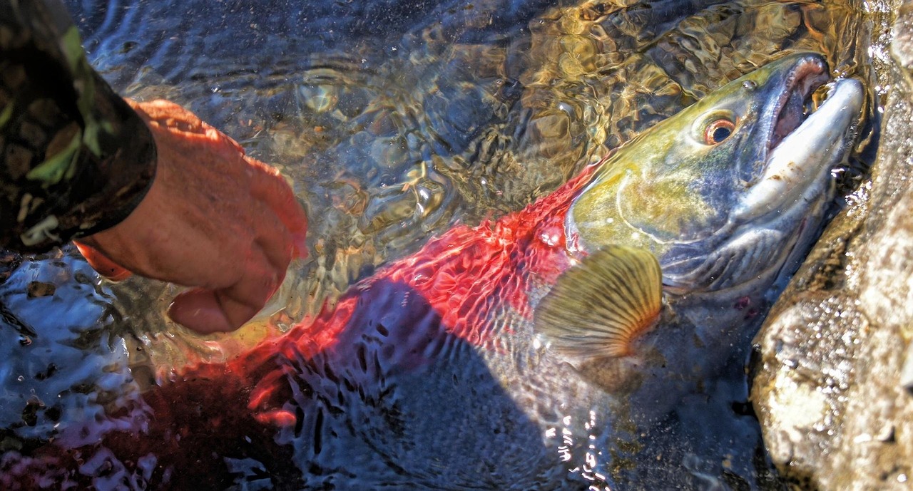 The Healthiest Fish—A Ranking from Worst to Best