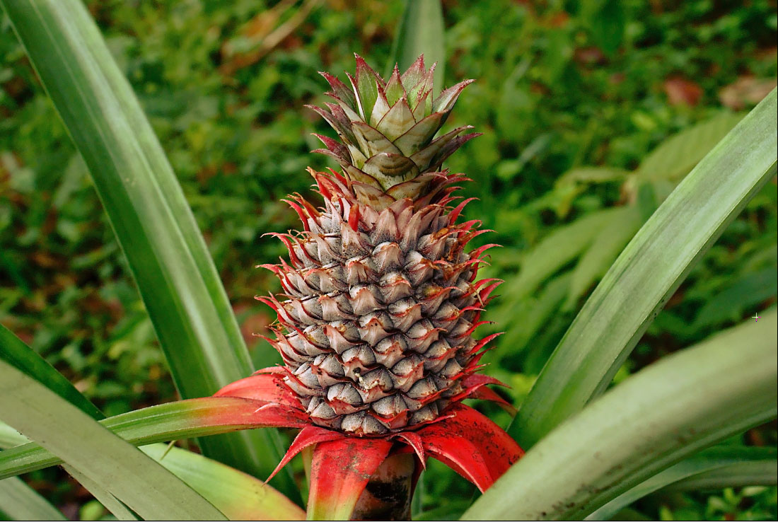 10 Best Foods to Help Keep Your Kidneys Hydrated