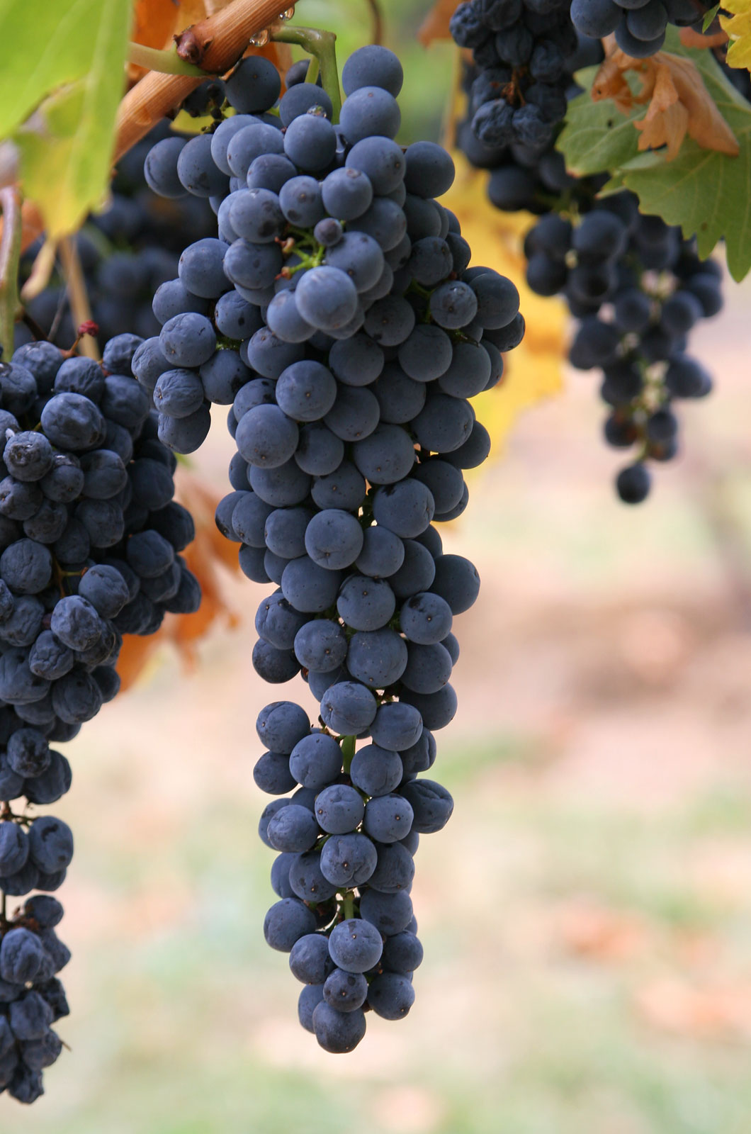 The Healthiest Fruits—From Least Healthy to Most, Ranked
