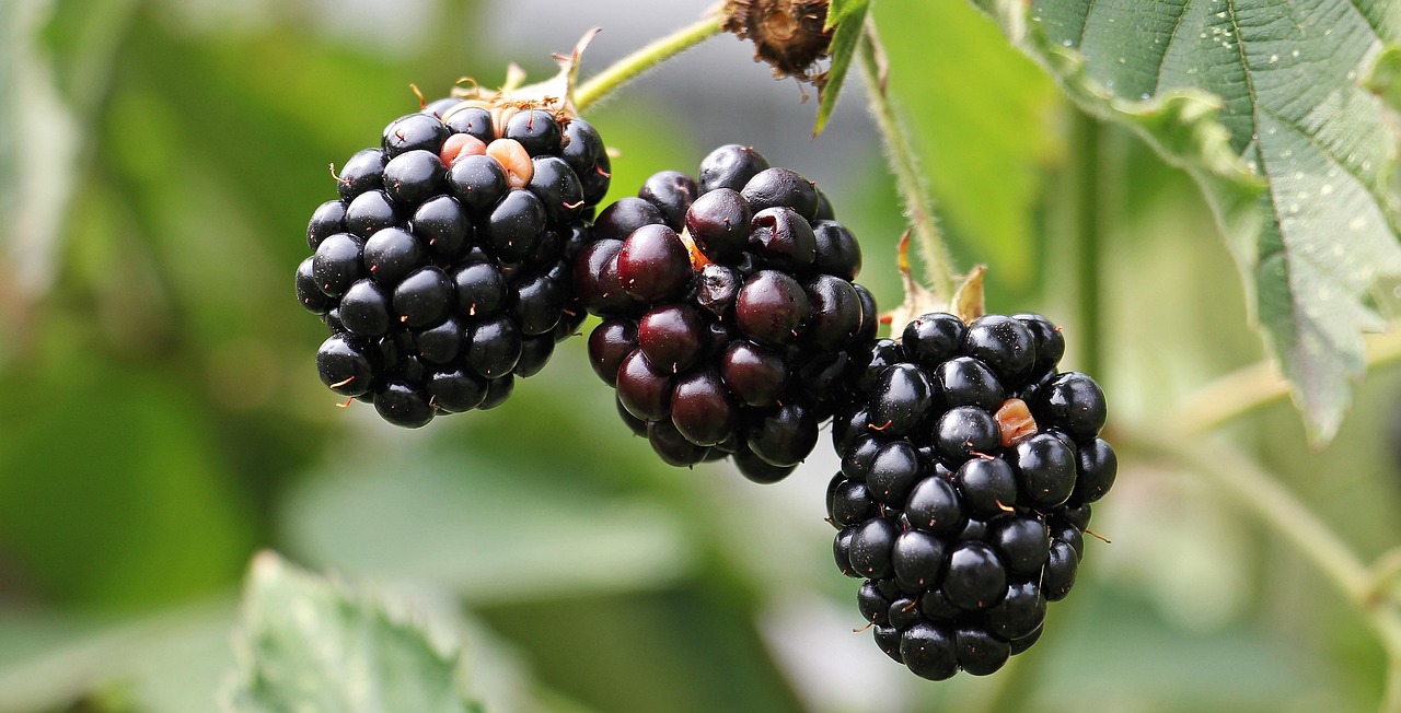 Low-Carb Fruits, Ranked From Worst to Best for Your Diet