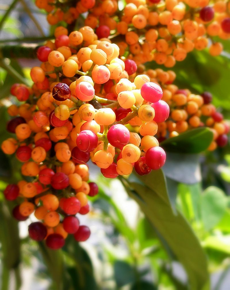 7 Foods That Help Your Brain Stay Younger Than Your Age
