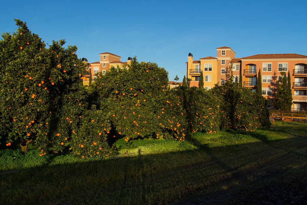 Edible Landscapes: How Cities Are Planting Fruit Trees for Public Eating