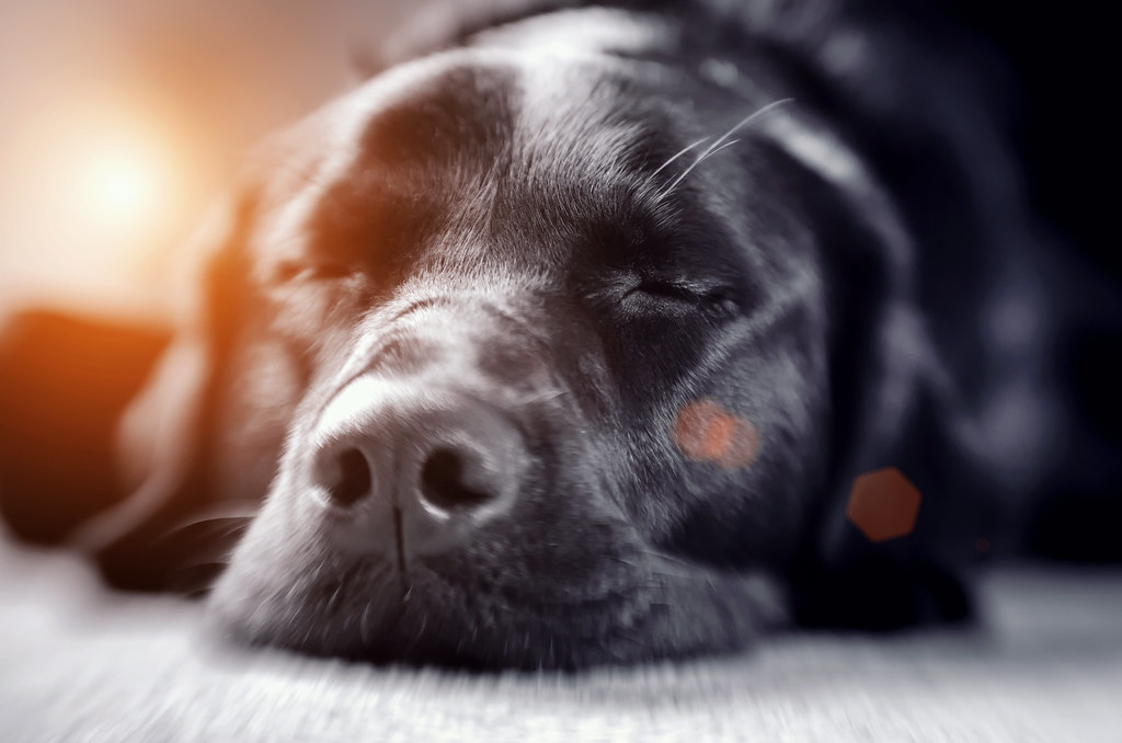 The One Nut You Should Never Feed Your Dog But People Still Do