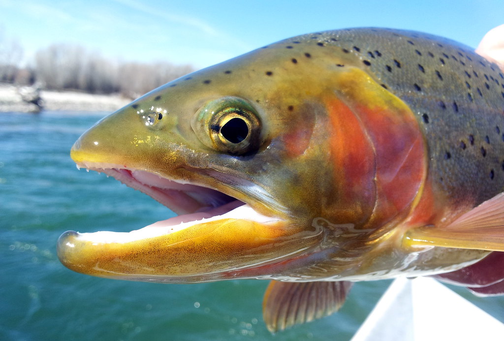 Fish Ranked by Health Impact—From Worst to Best