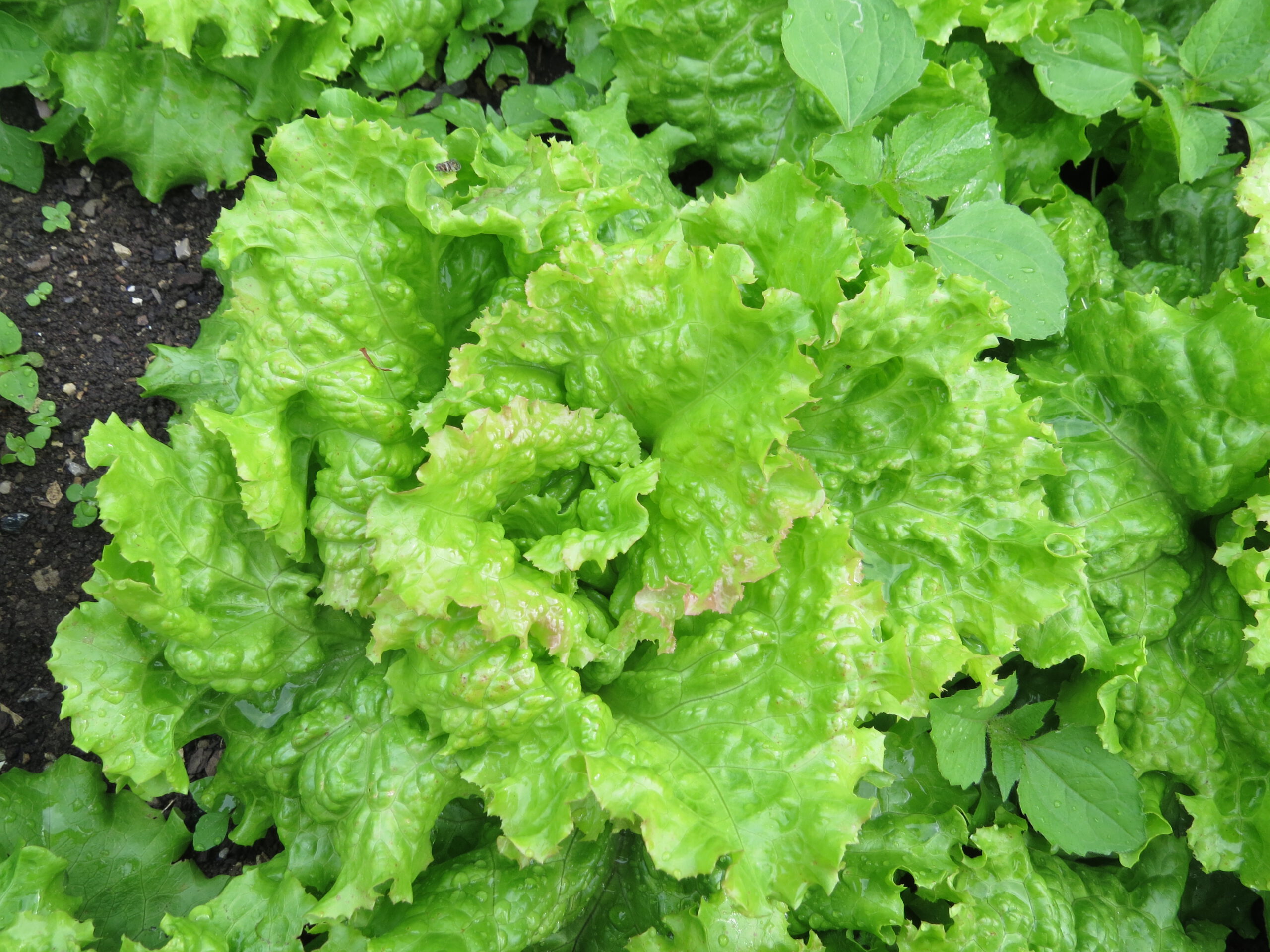 7 Salad Greens That Wilt in Hours (Even If Labeled 'Crisp and Fresh')