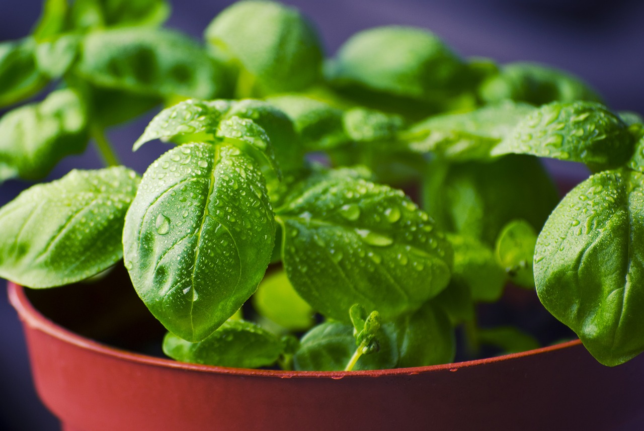 5 Herbs That Lose Their Aroma Rapidly (Yet Remain in the Spice Rack for Years)