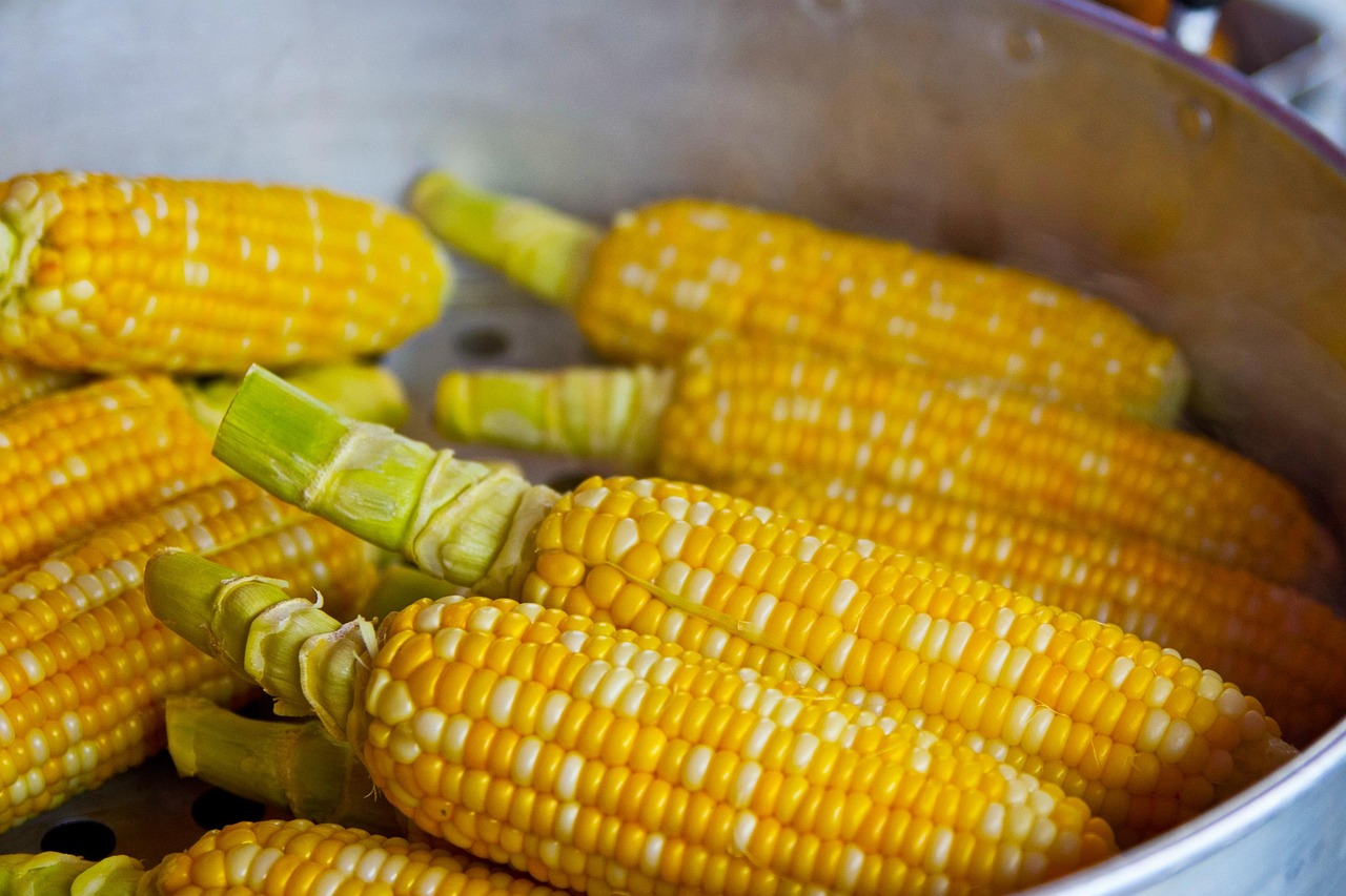 America’s Corn Belt Is Vanishing: The Nation’s Food Heartland Under Threat