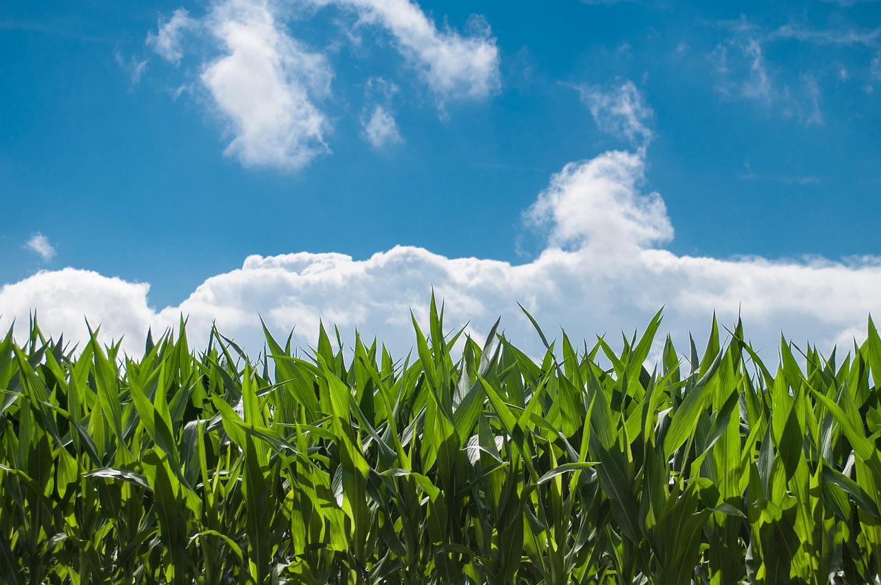 America's Heartland Is Disappearing: What's Happening to the Corn Belt?